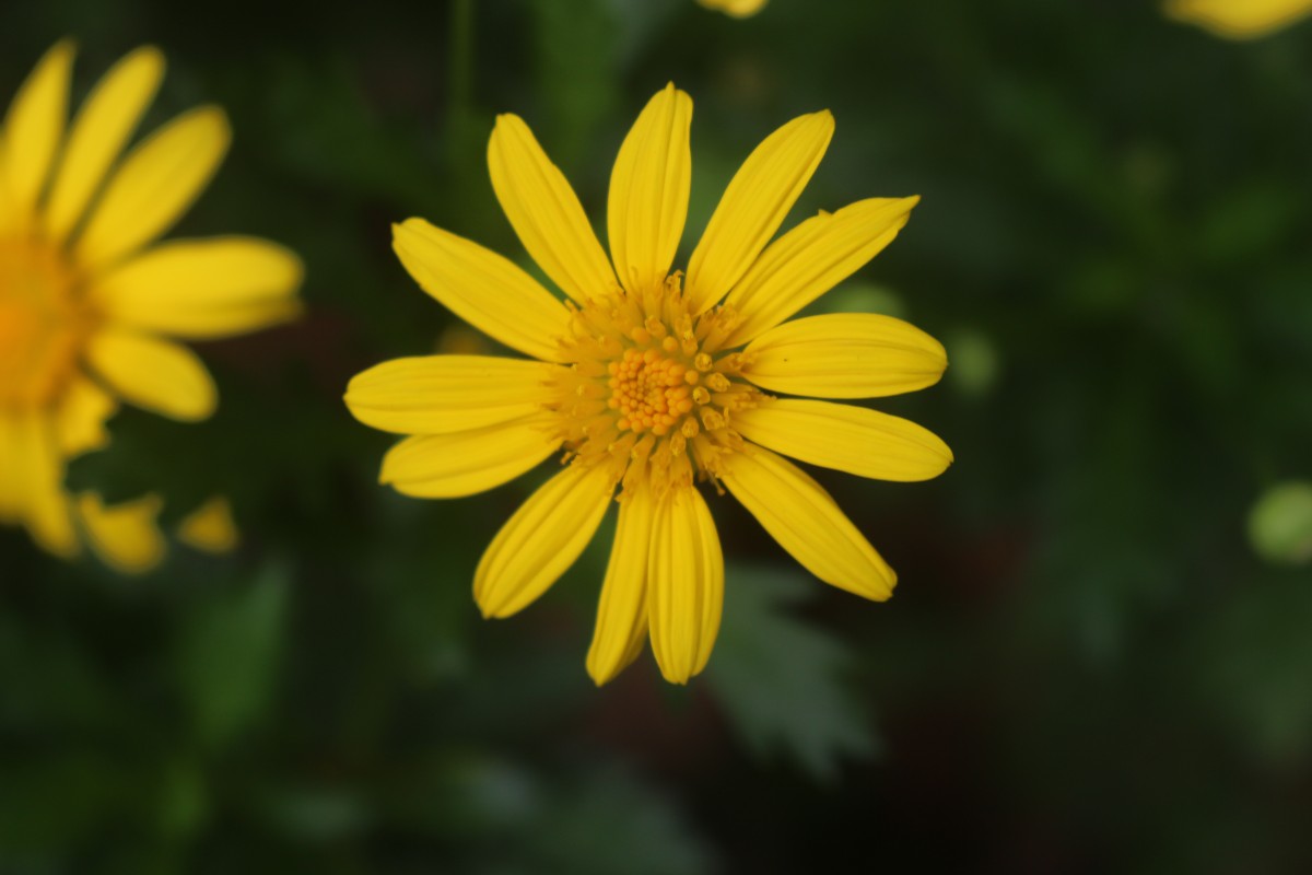 Euryops chrysanthemoides (DC.) B.Nord.